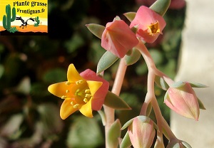 Echeveria Capitole