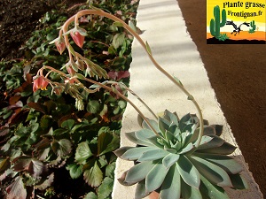 Echeveria Capitole