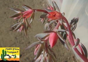 Echeveria Catine