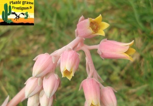 Echeveria Chant du Cygne
