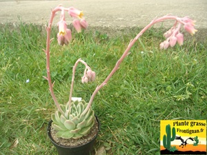 Echeveria Chant du Cygne