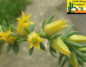 Echeveria fleur jaune