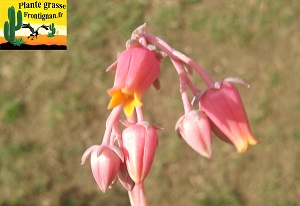 Echeveria Cour des Miracles