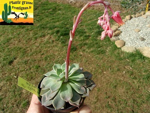 Echeveria Cour des Miracles