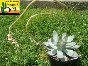Echeveria Diable Bleu