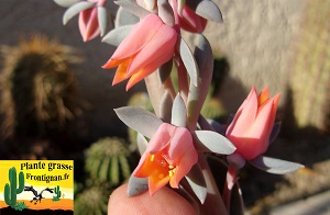 Echeveria Diamants et Poussieres