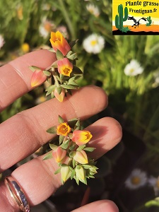 Echeveria Dolce Vita