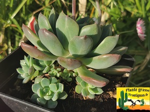 Echeveria Dolce Vita