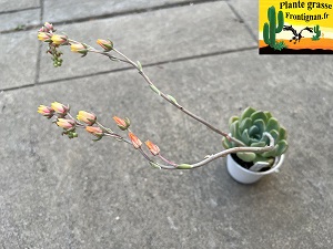 Echeveria Dolce Vita