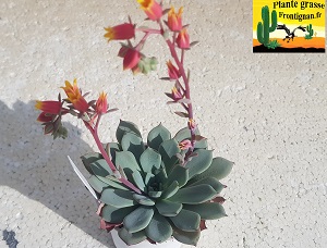 Echeveria Drina