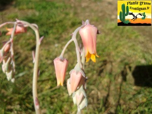 Echeveria Fil de la Vie