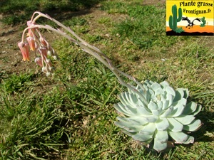 Echeveria Fil de la Vie