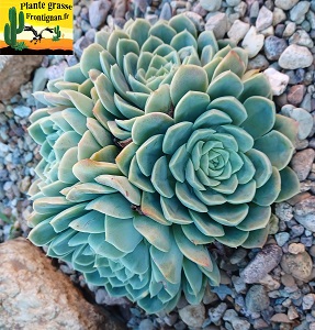 Echeveria Fragrance