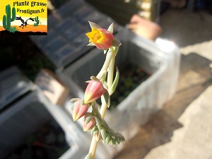 Echeveria Friponne fleur