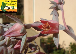 Echeveria Golgotha