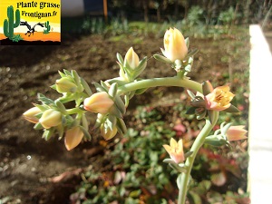 Echeveria Idylle