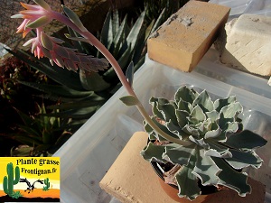 Echeveria Influence