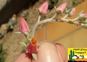 Echeveria Louna