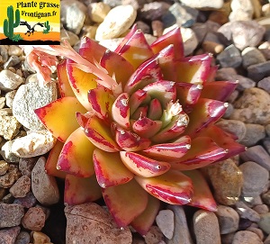 Echeveria Marta