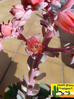 Echeveria Nubia fleur