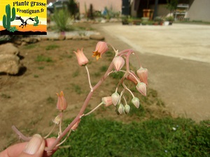 Echeveria Poivre Blanc
