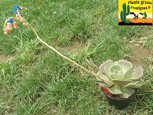 Echeveria Porteuse de Reves