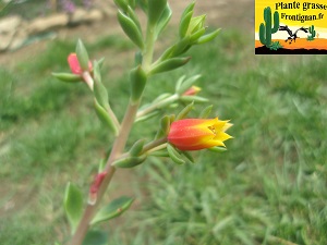 Echeveria Saga