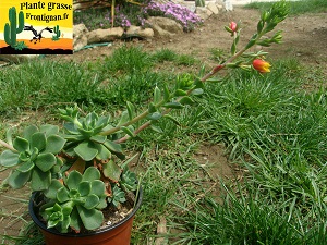 Echeveria Saga