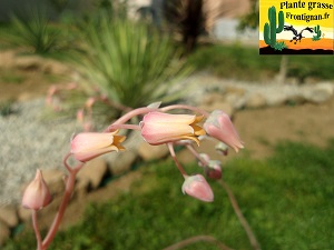 Echeveria Senteur des Vents