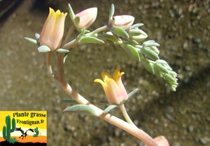 Echeveria Sorgina