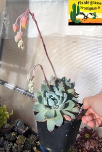 Echeveria Succube