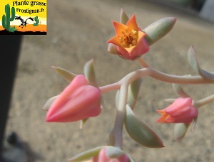 Echeveria Theano