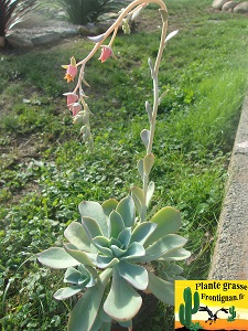 Echeveria Theano