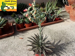 Echeveria bifida Cougar