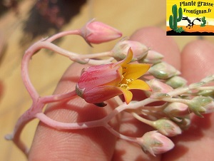 Echeveria colorata fleur