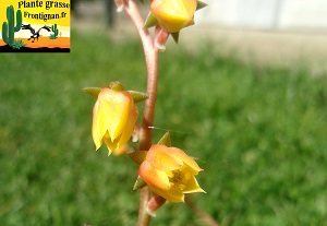 Echeveria compressicaulis