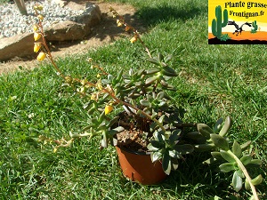 Echeveria compressicaulis