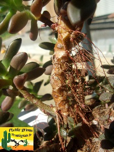 Echeveria compressicaulis