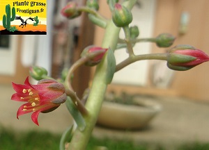 Echeveria craigiana fleur rouge