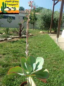 Echeveria gigantea