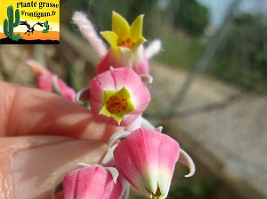Echeveria hyalina fleur