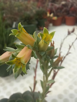 Echeveria longissima var aztatlensis