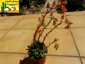 Echeveria longissima var brachyantha