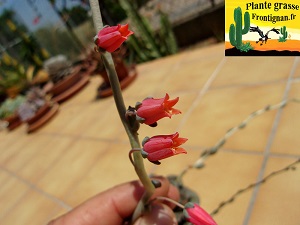 Echeveria moranii fleur