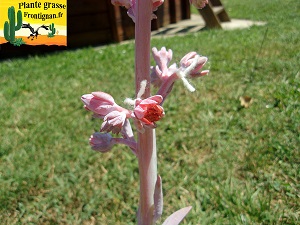 Echeveria novogaliciana fleur rouge