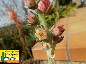 Echeveria oreophila