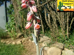 Echeveria penduliflora