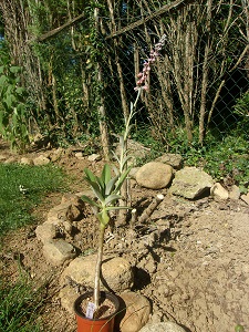 Echeveria penduliflora