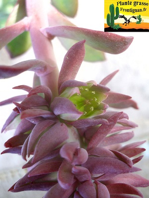 Echeveria rosea