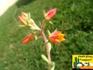 Echeveria skinneri